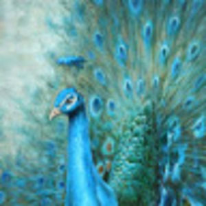 Meet your Posher, Charlotte